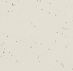 Линолеум Forbo Sphera Energetic 50222 lace фото 1 | FLOORDEALER